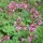 'Ingwersen's Variety' is a semi-evergreen perennial, with aromatic leaves and soft lilac-pink flowers. Geranium macrorrhizum 'Ingwersen's Variety' added by Shoot)