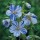 'Splish Splash' forms a clump of serrated and lobed leaves and subtle white flowers streaked with lavender blue. Geranium pratense var striatum 'Splish Splash' added by Shoot)