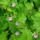 Geranium robertianum added by Shoot)