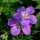 'Mayflower' is a herbaceous perennial with a compact habit.  Its green leaves are deeply divided with lobed segments.  In spring and summer it bears violet-blue flowers with white centres.  Geranium sylvaticum 'Mayflower' added by Shoot)