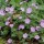 'Mavis Simpson' forms a mat of silver-grey foliage with bright pink flowers through the summer. Geranium x riversleaianum 'Mavis Simpson' added by Shoot)