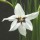 Gladiolus murielae added by Shoot)