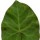 'Deltoidea' is an evergreen climber with dark green, heart-shaped, unlobed leaves. Hedera hibernica 'Deltoidea' added by Shoot)