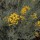 Helichrysum italicum added by Shoot)