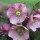 'Harvington Pink' forms a compact clump of leathery, dark green leaves and single, pendent saucer-shaped pink flowers in late winter to early spring. Helleborus x hybridus 'Harvington Pink' added by Shoot)