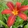 'Crimson Pirate' is a striking, bold, sturdy daylily with vivid red flowers with a yellow throat in late summer. Hemerocallis 'Crimson Pirate' added by Shoot)