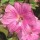 Hibiscus syriacus 'Bredon Springs' added by Shoot)