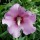 'Lenny' is a bushy, deciduous shrub with dark-green, diamond-shaped leaves.  In summer and autumn it bears single, pale-mauve flowers with red dots at the base of each petal. Hibiscus syriacus 'Lenny' added by Shoot)