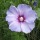'Oiseau Bleu' is a mid-sized, upright, deciduous shrub with lobed, dark-green leaves.  It bears single, violet-blue flowers with a maroon centre in late summer and autumn Hibiscus syriacus 'Oiseau Bleu' added by Shoot)