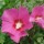 'Woodbridge' is a mid-sized, upright, deciduous shrub with dark-green, lobed leaves.  In summer and autumn it bears single flowers with deep-pink petals and dark-red centres. Hibiscus syriacus 'Woodbridge' added by Shoot)