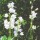 'Alba' has llinear leaves and stems bearing arching racemes of fragrant, narrowly tubular, white flowers in spring. Hyacinthoides non-scripta 'Alba' added by Shoot)