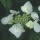 Hydrangea macrophylla 'Mariesii Grandiflora'