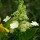 Hydrangea paniculata 'Kyushu'