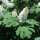 Hydrangea quercifolia added by Shoot)