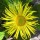 Inula hookeri added by Shoot)