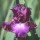 'Rosette Wine' has bold reddish-purple, ruffled flowers with a distictive beard. Iris 'Rosette Wine' added by Shoot)