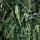 Itea ilicifolia added by Shoot)
