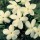'Clotted Cream' a fast-growing climber with pinnate leaves and clusters of delicate, very fragrant flowers that are the rich colour of clotted cream in summer. Jasminum officinale 'Clotted Cream' added by Shoot)