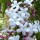 Jasminum polyanthum added by Shoot)