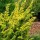 'Plumosa Aurea' is a bushy, mid-sized, evergreen coniferous shrub with strongly ascending main branches. Its scale-like, greenish-yellow foliage becomes bronze-yellow in winter. Juniperus chinensis 'Plumosa Aurea' added by Shoot)