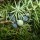 Juniperus communis added by Shoot)