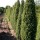 'Hibernica' is a large, dense, evergreen, coniferous shrub with erect branches and a columnar habit.  It bears needle-like, grey-green foliage. Juniperus communis 'Hibernica' added by Shoot)
