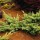 'Sulphur Spray' is a bushy, mid-sized, evergreen, coniferous shrub with strongly ascending main branches. Its scale-like foliage is pale-yellow. Juniperus x pfitzeriana 'Sulphur Spray' added by Shoot)