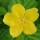 'Golden Guinea' is a medium-sized deciduous shrub with bright green, veined leaves and large, single bright yellow flowers in spring. Kerria japonica 'Golden Guinea' added by Shoot)