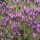 Lavandula stoechas subsp. pedunculata added by Shoot)