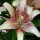'Suncrest' is a bulbous perennial bearing creamy-yellow, trumpet-shaped flowers with red-speckled, recurved petals. Lilium 'Suncrest' added by Shoot)