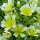 Limnanthes douglasii added by Shoot)