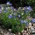 'Heavenly Blue' is a low, mat-forming evergreen shrub, bearing small, hairy leaves and abundant, small, bright blue flowers in spring and summer. Lithodora diffusa 'Heavenly Blue' added by Shoot)