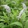 Lysimachia clethroides added by Shoot)