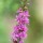 'Feuerkerze' is a clump-forming herbaceous perennial with  narrow, lance-shaped leaves and spikes of vivid rose-red flowers. Can be invasive. Lythrum salicaria 'Feuerkerze' added by Shoot)