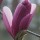 'Galaxy' is a small, conical, deciduous tree, grown for its large, purple-pink flowers that open on bare stems from darker buds in spring. Magnolia 'Galaxy' added by Shoot)