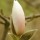 'Sayonara' is a large deciduous shrub or tree grown for its large, fragrant, purple-tinged, creamy-white flowers that appear in spring. Magnolia 'Sayonara' added by Shoot)