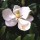 Magnolia grandiflora added by Shoot)