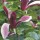 Magnolia liliiflora 'Nigra' added by Shoot)