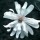 Magnolia stellata 'Royal Star' added by Shoot)