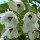 Magnolia wilsonii added by Shoot)