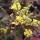 Mahonia aquifolium added by Shoot)