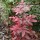 Mahonia aquifolium 'Atropurpurea' added by Shoot)