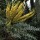 Mahonia lomariifolia added by Shoot)
