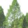Metasequoia glyptostroboides added by Shoot)