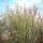 Miscanthus sinensis 'Gracillimus' added by Shoot)