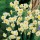N. 'Avalanche' is a bulbous perennial with strap-shaped leaves and clusters of fragrant, white flowers with yellow-ringed cups in spring. Narcissus 'Avalanche' added by Shoot)