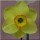 N. 'Badbury Rings' is a bulbous perennial with strap-shaped leaves and single, yellow flowers with orange-rimmed cups in spring. Narcissus 'Badbury Rings' added by Shoot)