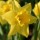 N. 'Bawnboy' is a bulbous perennial with strap-shaped leaves and large, single, yellow flowers with darker trumpets in spring. Narcissus 'Bawnboy' added by Shoot)