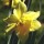 N. 'Charity May' is a bulbous perennial with strap-shaped leaves and solitary, yellow, trumpet-shaped flowers with paler, reflexed petals in spring. Narcissus 'Charity May' added by Shoot)