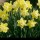 N. 'Charter' is a bulbous perennial with strap-shaped leaves and single, yellow, trumpet-shaped flowers with cups that bleach to white as they age during spring. Narcissus 'Charter' added by Shoot)